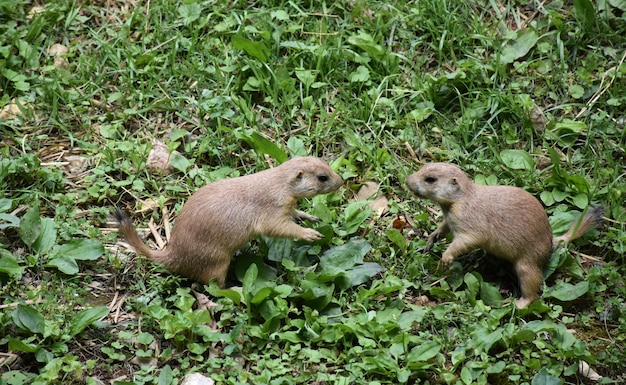 Pair of black tailed prairie dogs playing together.