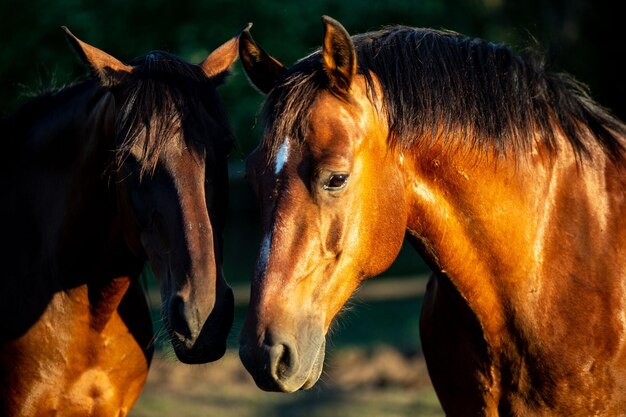Пара коричневых лошадей на солнечном поле в Венгрии