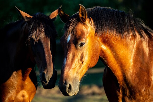 ハンガリーの日当たりの良いフィールドで茶色の馬のペア