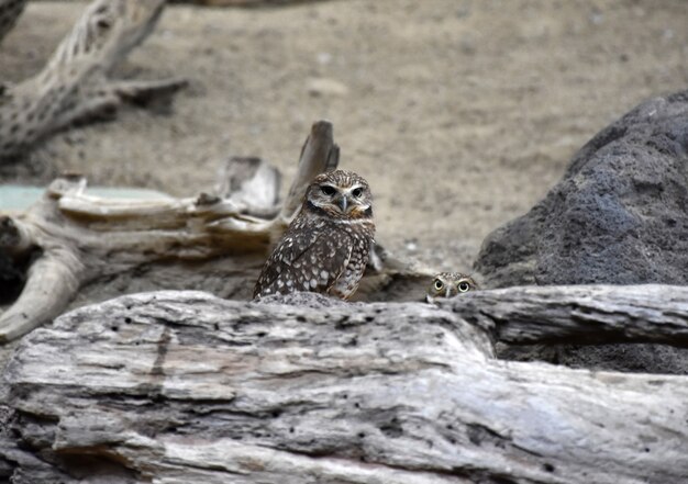 Pair of Burrowing Owls Looking Over a Fallen Log