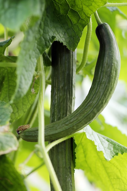 Free photo pair of cucumbers