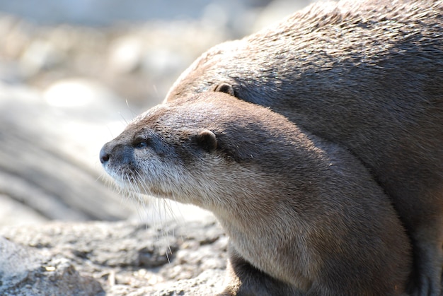 Pair of cuddling river otters on a beautiful day.