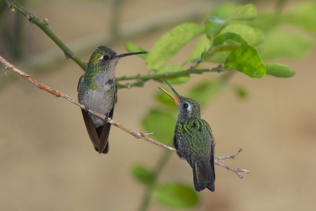 Pair of cute green bee hummingbirds standing on a thin branch with leaves in the background