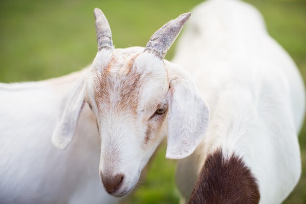 Pair of cute white goats in a grassy field