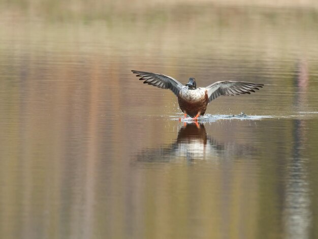 Pair of ducks in flight over autumn surface