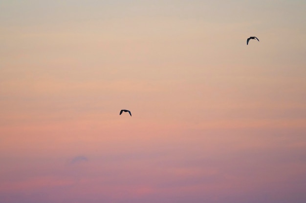 Pair of flying Galápagos petrels in a pink sky of the Galápagos Islands