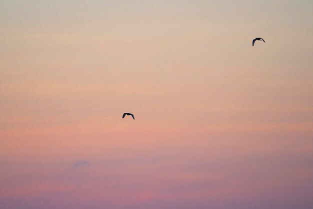 Pair of flying Galápagos petrels in a pink sky of the Galápagos Islands