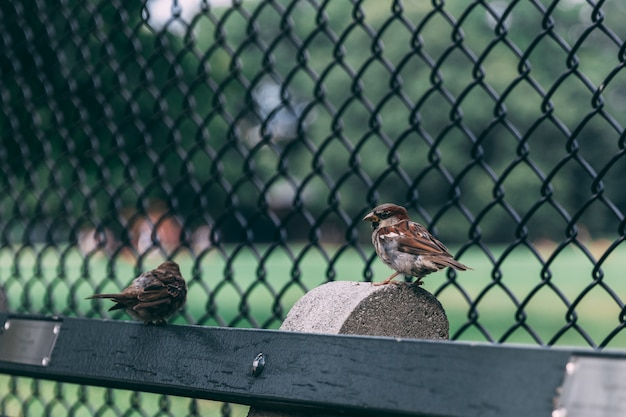Pair of two sparrows perched on wood near a wired fence
