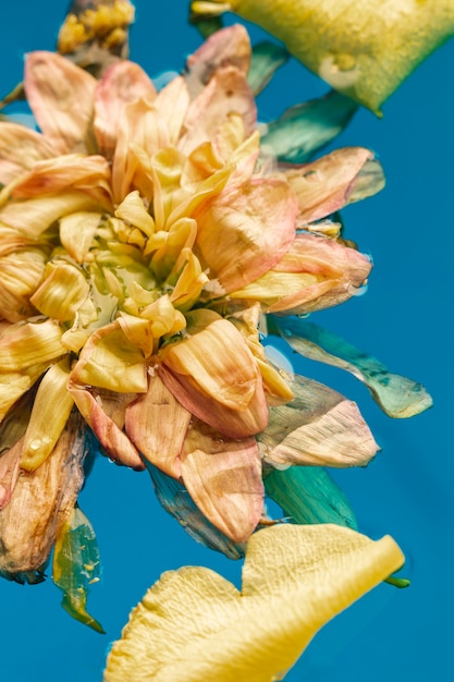 Free photo pale flower in blue water