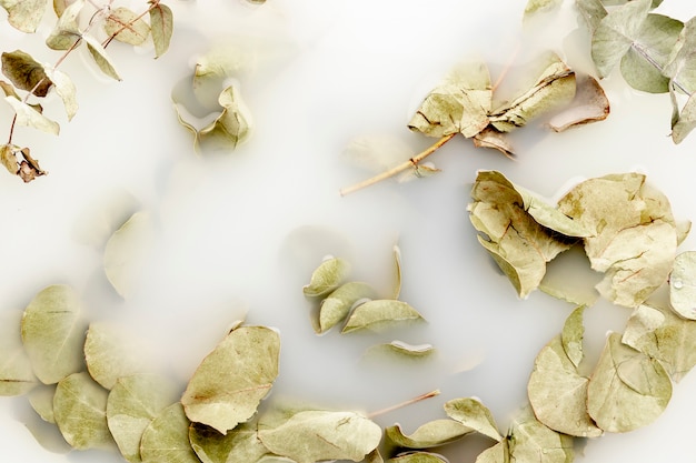 Free photo pale leaves in white water