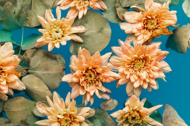 Pale orange chrysanthemums in blue colored water