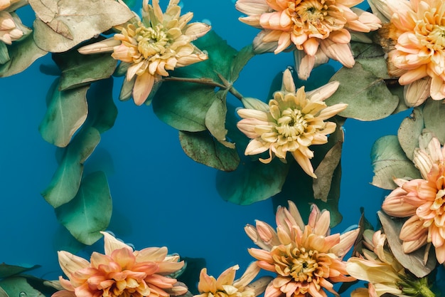 Pale orange chrysanthemums in blue water