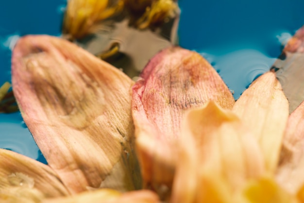 물 극단적 인 클로즈업에 창백한 핑크 꽃
