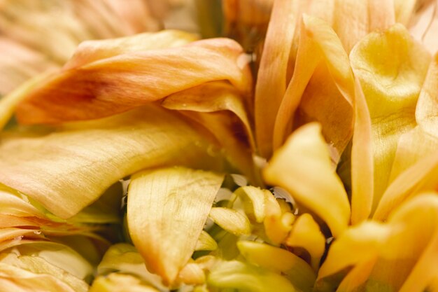 Pale yellow flower extreme close-up