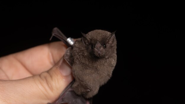 Premium Photo Pallas S Long Tongued Bat Glossophaga Soricina Is A South And Central American Bat With A Fast Metabolism That Feeds On Nectar