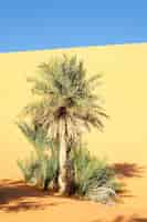 Free photo a palm in the desert with sand dunes and blue sky