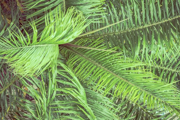 Palm leaf for background