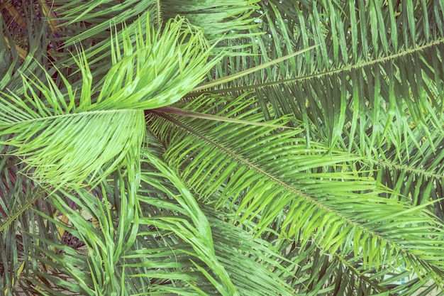 Palm leaf for background