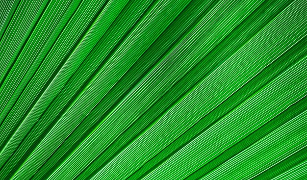 Palm leaf structure close up concept for background or screensaver for advertising eco products and perfumery