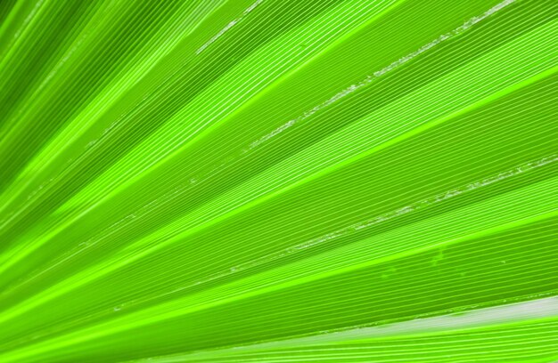 Palm leaf texture for background