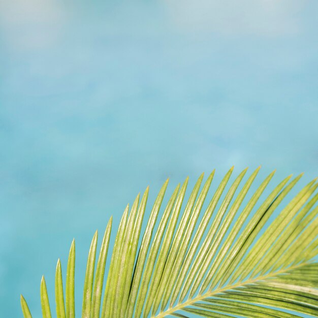 Palm leave with pool background