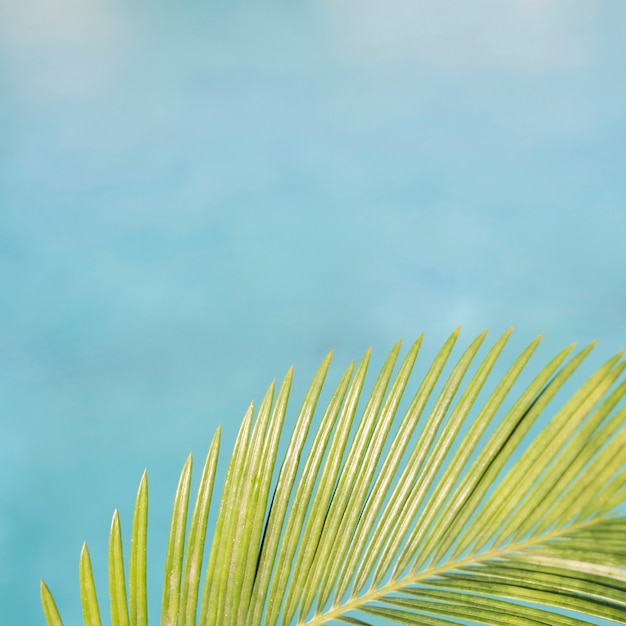 Пальмовые листья на фоне бассейна