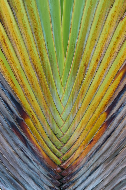 Free photo palm leaves close up