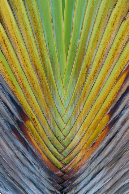 Palm leaves close up