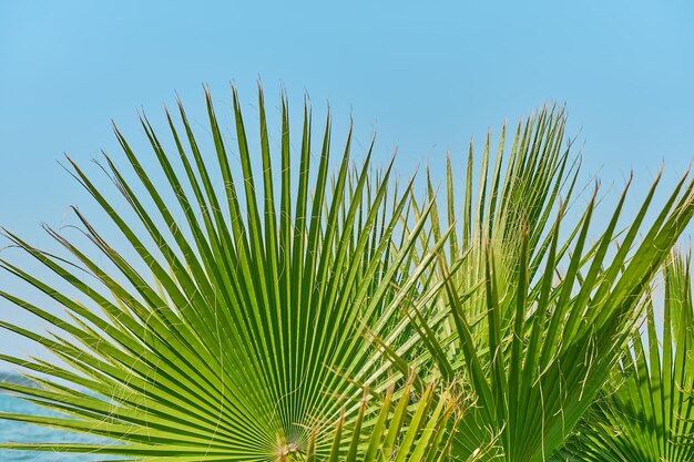 Palm leaves closeup against the background of blue sky screensavers and background for advertising wallpaper idea Summer holidays on the mediterranean sea