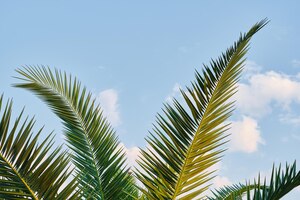 Palm leaves closeup against the background of blue sky screensavers and background for advertising wallpaper idea summer holidays on the mediterranean sea