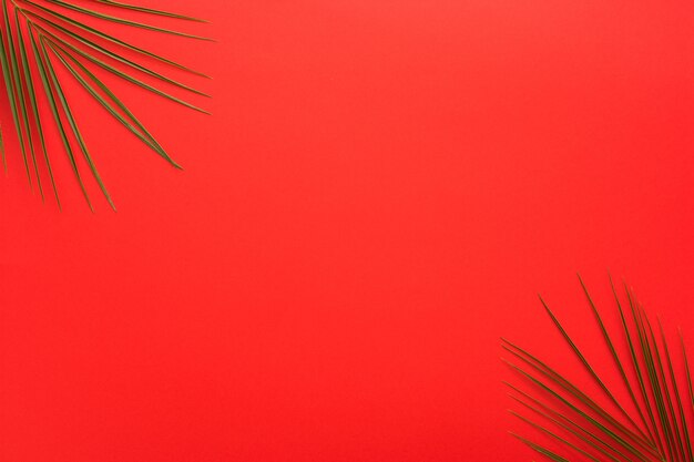 Palm leaves at the corner of bright red backdrop