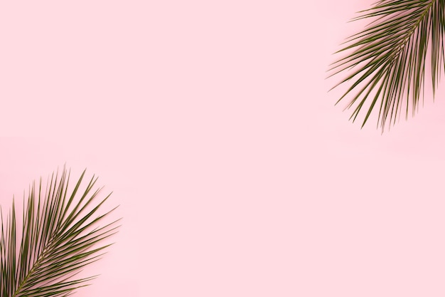 Free photo palm leaves at the corner of pink backdrop