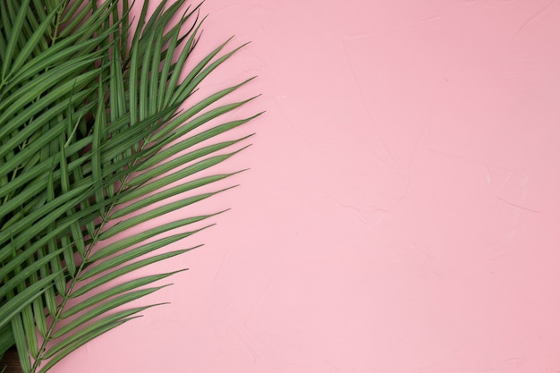 Free photo palm leaves on pink background