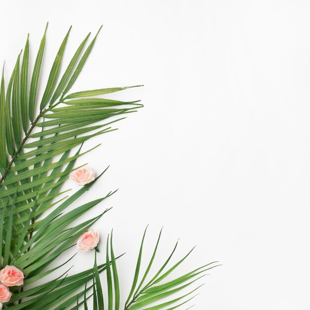 Palm leaves on white background with copy space