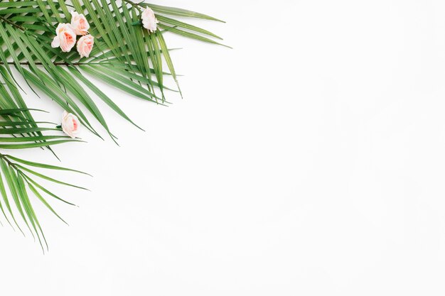 Palm leaves on white background with copy space