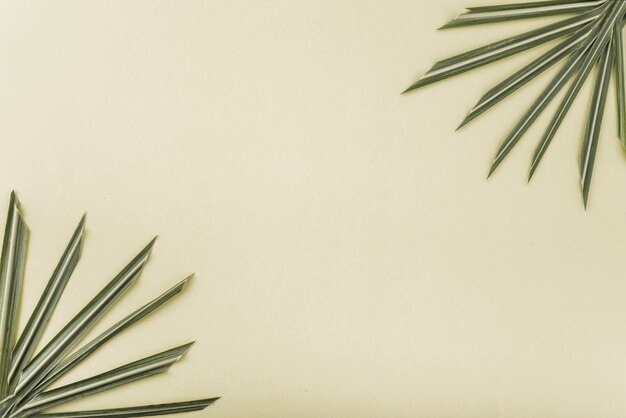 Palm leaves with sharp ends