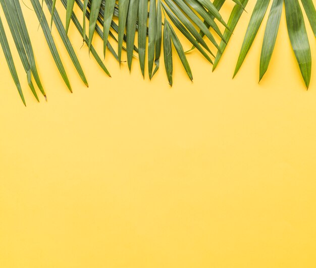 Palm leaves on yellow background