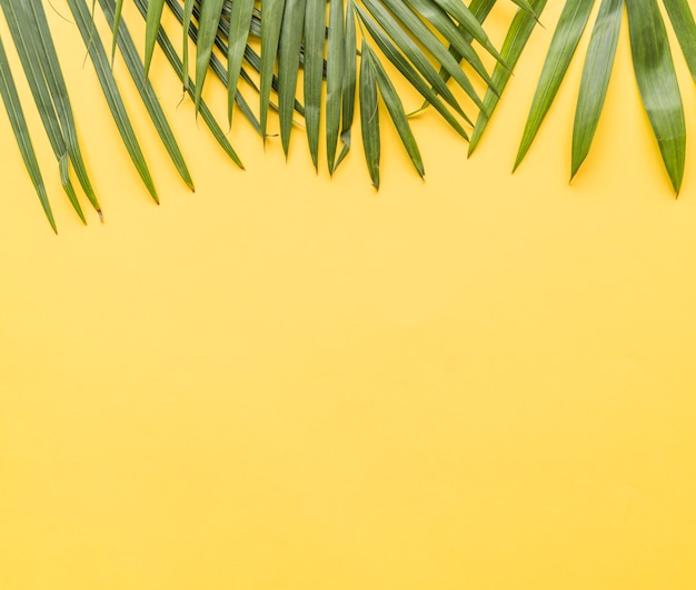 Palm leaves on yellow background