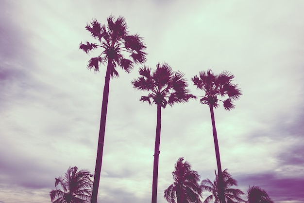 Palm tree at afternoon