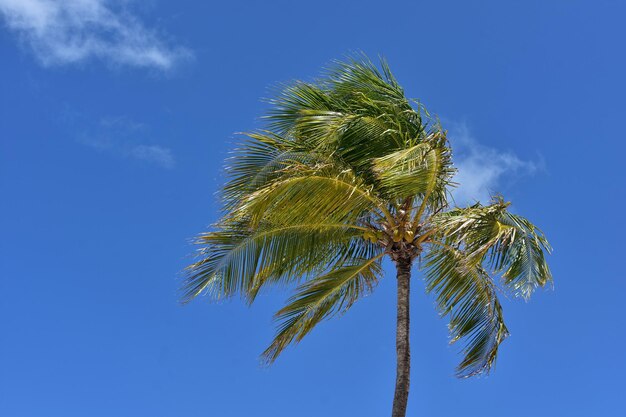 Пальма на фоне голубого неба с кокосами под ладонями