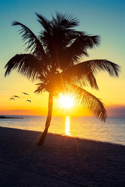 Пальма на пляже на закате