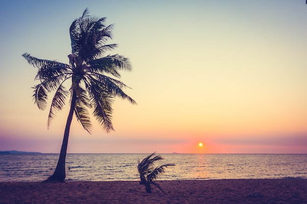 Free photo palm tree on the beach