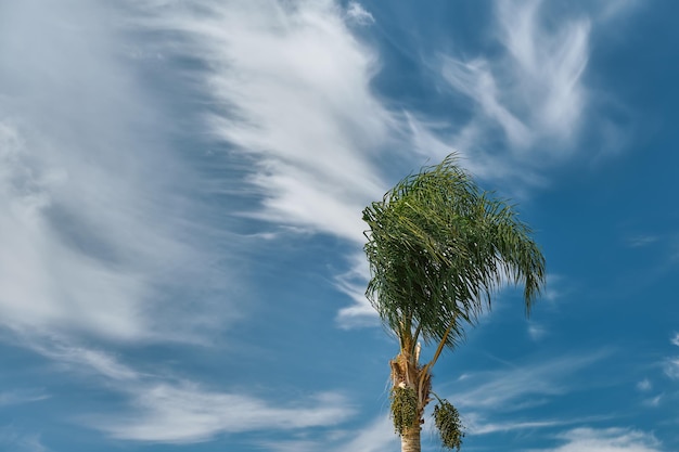 La palma si piega al vento all'inizio di una tempesta cielo blu con nuvole spazio per il testo cambiamenti climatici tempeste stagionali in mare