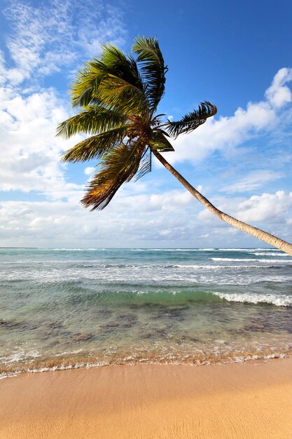 Palm tree on a caribbean beach in summer