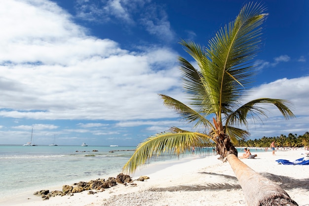 Palm tree in caribbean beach with clouds