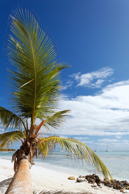 Palm tree in caribbean beach