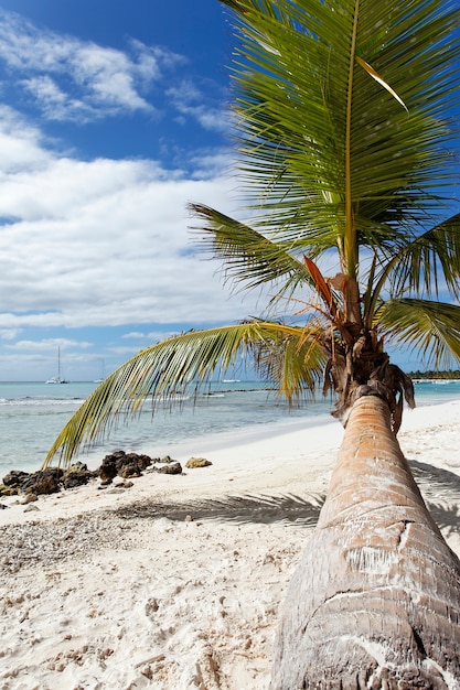 Free photo palm tree in caribbean beach