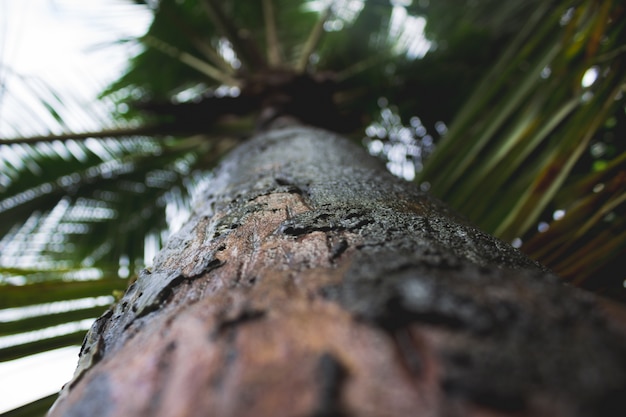 Маленькое пальмовое дерево