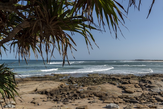 PALM TREE FRAMES INCOMING WAVES OVER ROCKS