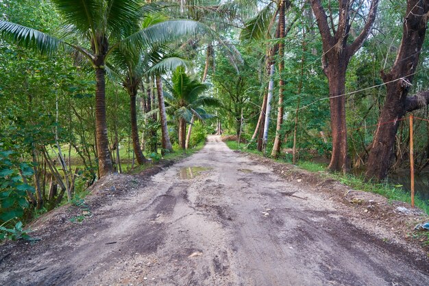 palm tree freshness travel destinations walking environmental